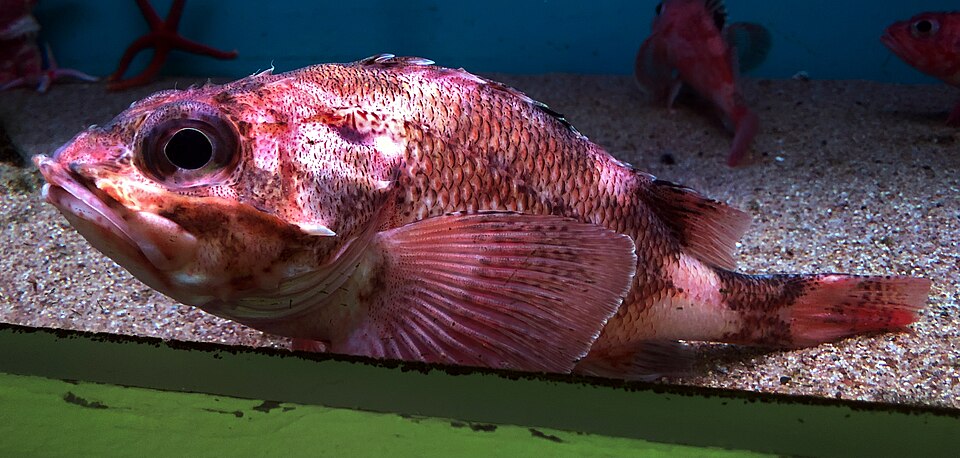 File:Sebastolobus macrochir noboribetsu.jpg