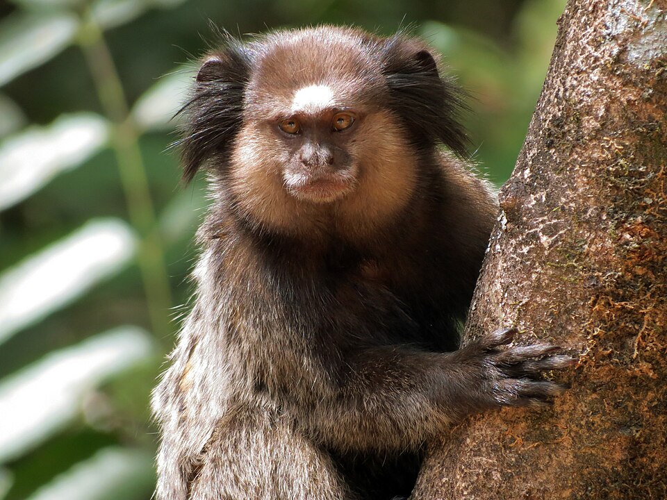 File:Black-tufted marmoset (sagui-de-tufos-pretos).jpg