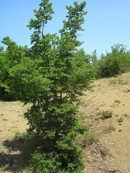 File:Carpinus orientalis Crimea.JPG