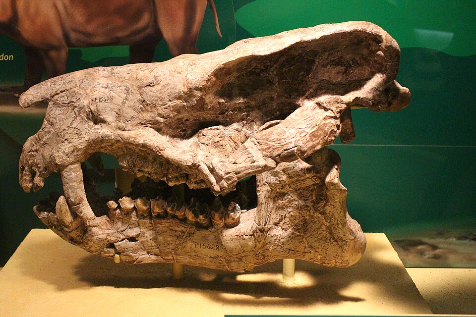 File:Coryphodon-Field Museum.jpg