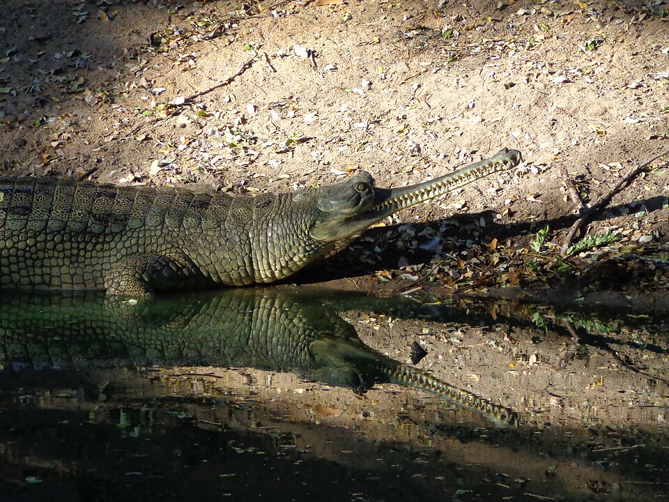 File:Crocodile and its shadow.jpg