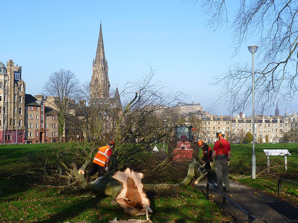 File:Diseased elm, Bruntsfield Links, Edinburgh.jpg