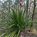 Doryanthes excelsa growing in natural habitat in Awaba, New South Wales
