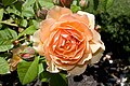 'Grace'