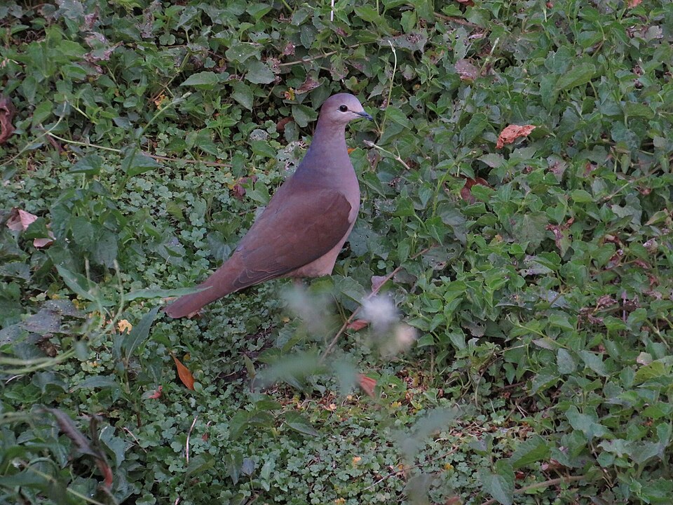 File:Leptotila megalura 234408120.jpg
