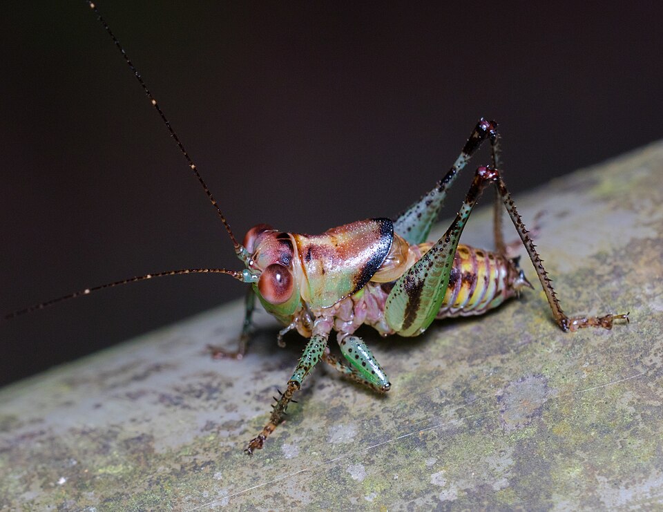 File:Lipotactes sinicus.jpg