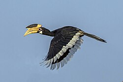 160 bird speciesfrom the Indomalayan Realm