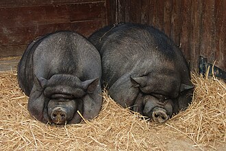 Pot-bellied pigs in Lisbon Zoo 2008