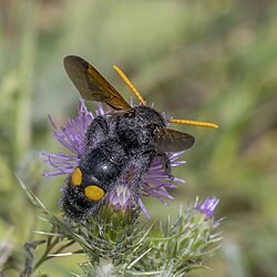 Scoliid wasp (Megascolia bidens) male Cap Bon 2