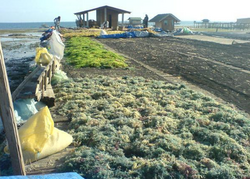 Seaweed farming and drying on the coast of Hingotanan Island