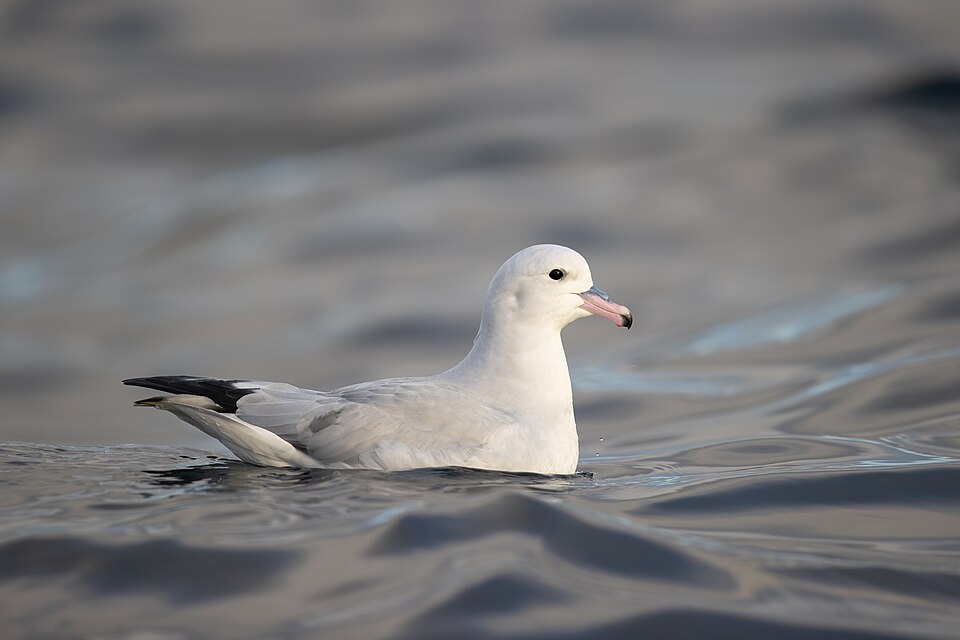 File:Southern Fulmar - Eaglehawk Neck.jpg