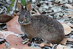 a brown rabbit