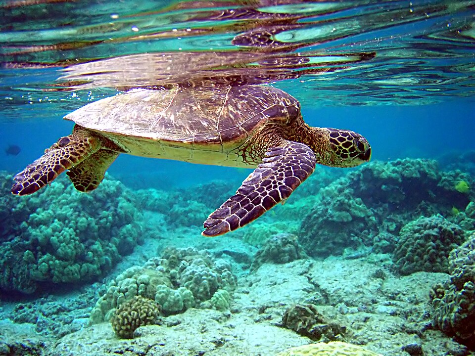 File:Total internal reflection of Chelonia mydas.jpg