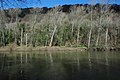 Trees on the banks of the River Wye below Little Doward