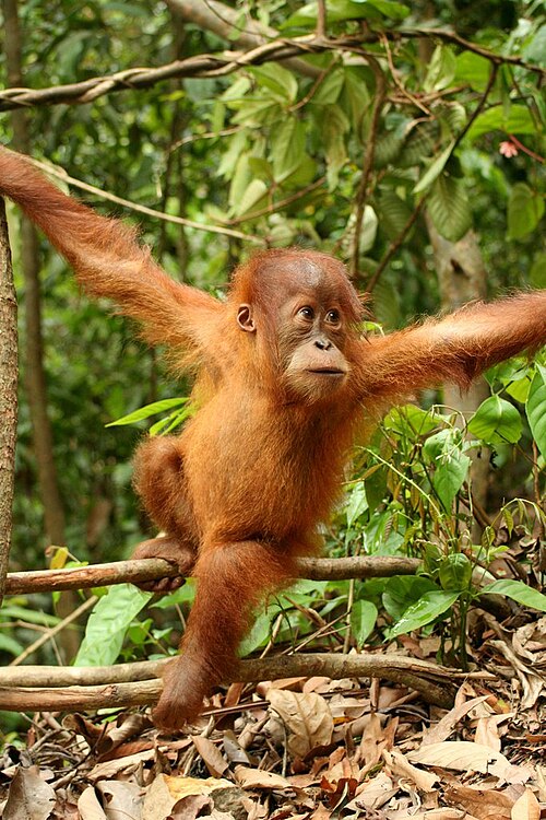 File:Young orang utan.JPG