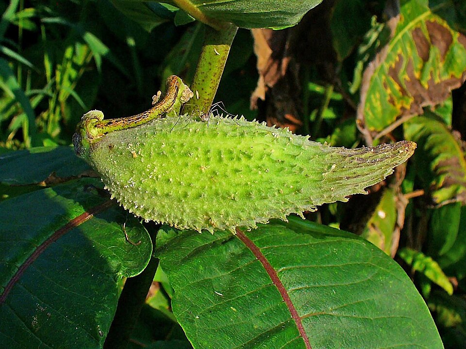 File:Asclepias syriaca 004.JPG