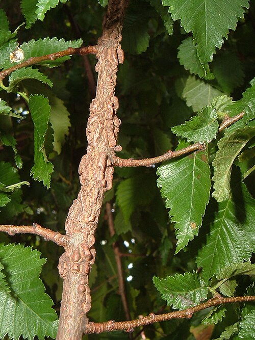File:BH00018 Ulmus. Hartington Road, Brighton. (6).jpg