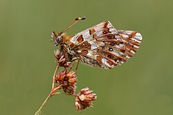 161 butterfly speciesfrom the Western Palearctic