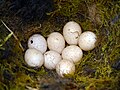 Eggs in a nest in England