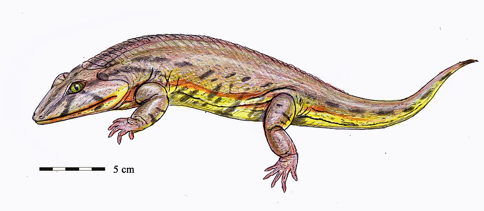 File:Bystrowiella-schumanni.jpg