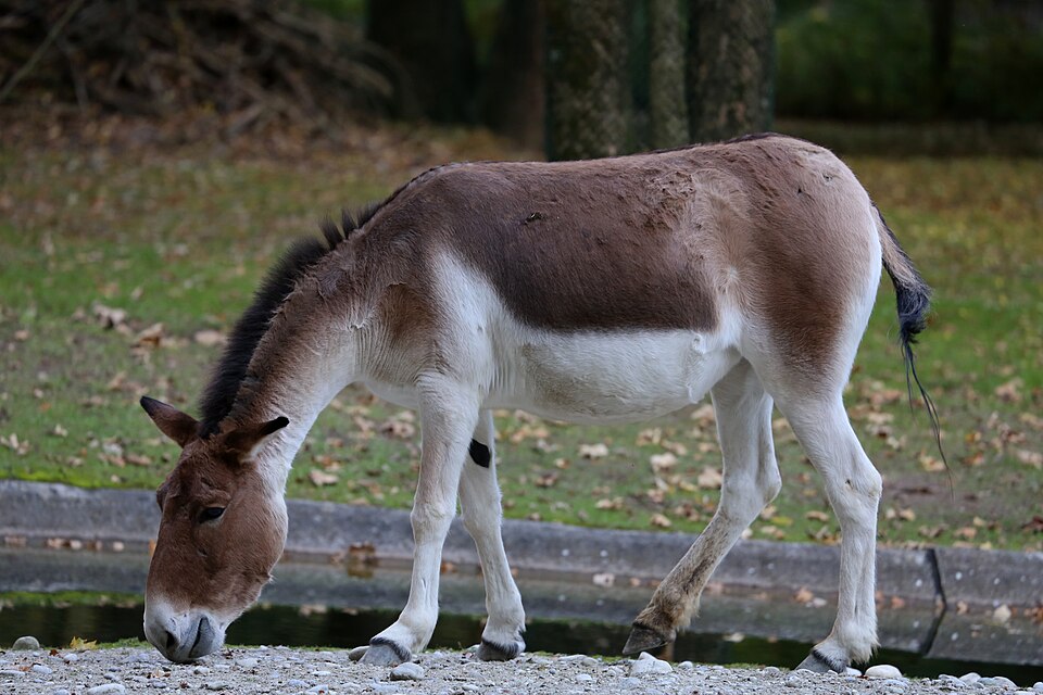 File:Kiang Tierpark Hellabrunn-4.jpg