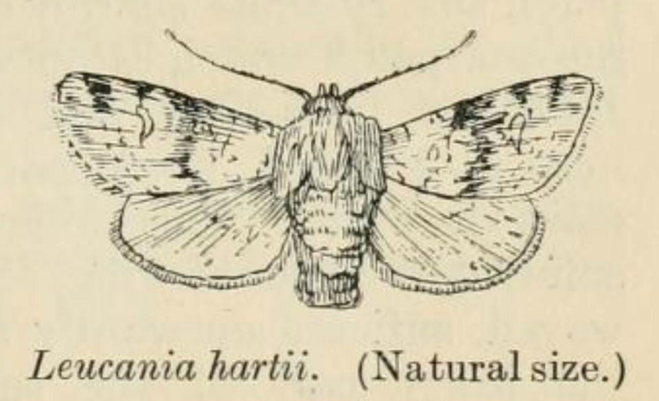 File:Leucania hartii by George Howes.png