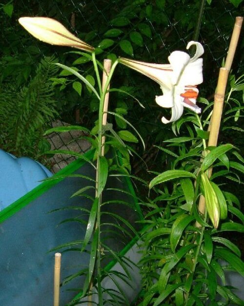File:Lilium wenshanense.jpg