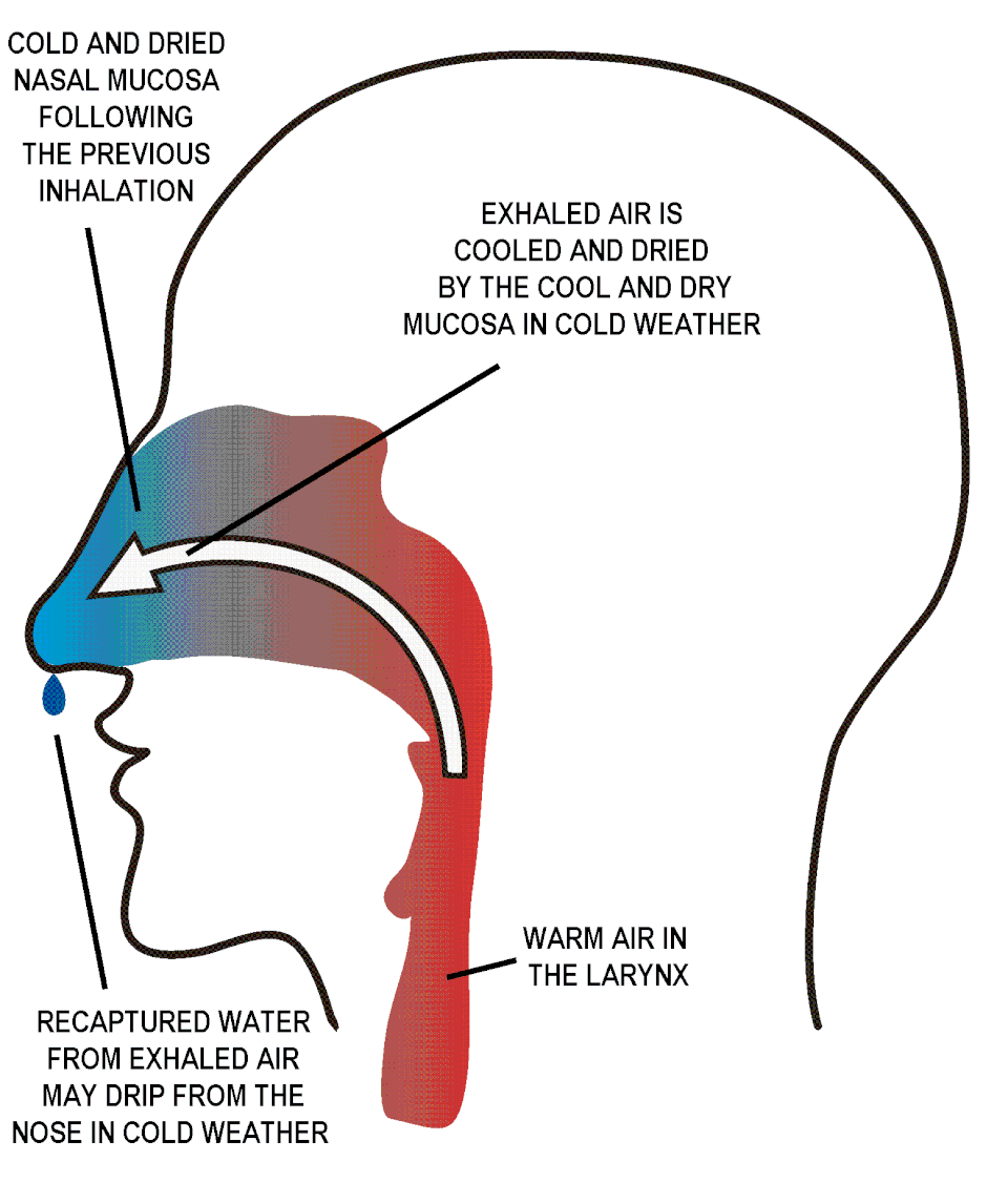 File:Nose in cold weather.gif