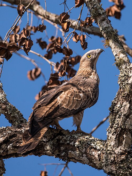 Crested honey buzzard (Pernis ptilorhynchus), Mudumalai. Gallery: Birds/Accipitriformes#Genus_:_Pernis_(Honey-buzzards)FP on English Wikipedia, 22/Feb/22  POTD on English Wikipedia, 24/Apr/2023  Gallery: Wikipedia: Featured pictures/Animals/BirdsCommons POTD, 10 Jun 2022  Bengali Wikipedia POTD, 10 Jun 2022  Ukrainian Wikipedia POTD, 10 Jun 2022