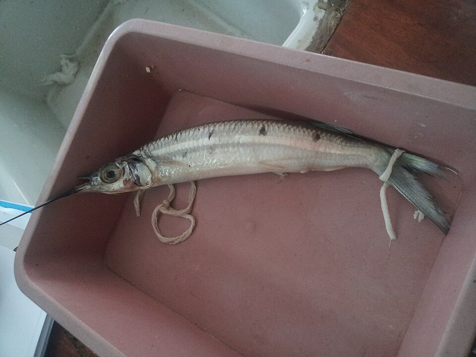 File:Preserved specimen of a Halfbeak.jpg