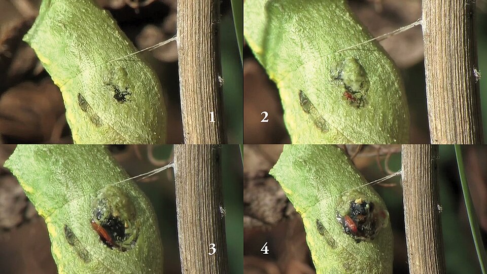 File:Shaw et al 2015 Figs 1-4.jpg