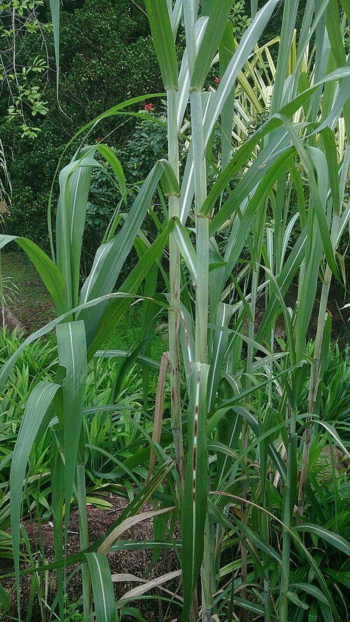 File:Sugar Cane (Saccharum officinarum) 1.jpg