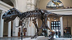 Sue, the most complete T.&nbsp;rex skeleton found