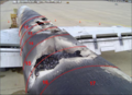 Thumbnail for version as of 20:33, 17 November 2021