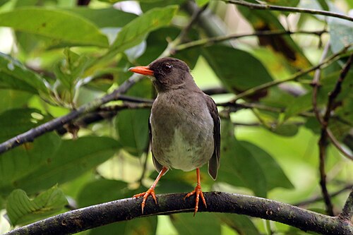 White-chinned thrush Turdus aurantius Jamaica