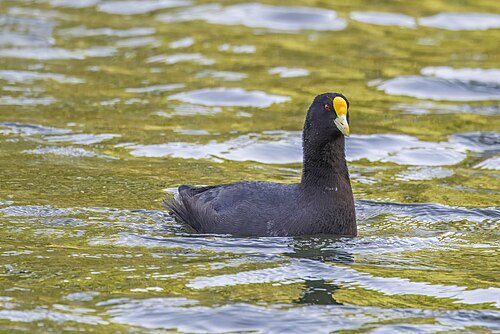 White-winged coot Fulica leucoptera Argentina