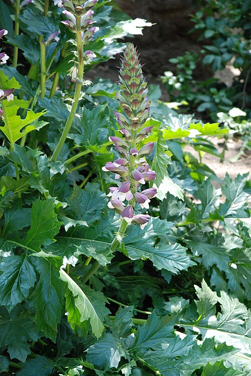 File:Acanthus mollis in Barcelona 18-05-2009.jpg
