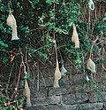 Final stage nests