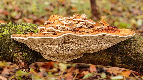 Fomitopsis quercina