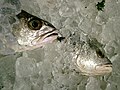 Thumbnail for version as of 17:56, 8 May 2005