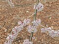 Samarae