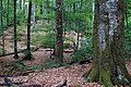 Thumbnail for version as of 19:56, 13 February 2017