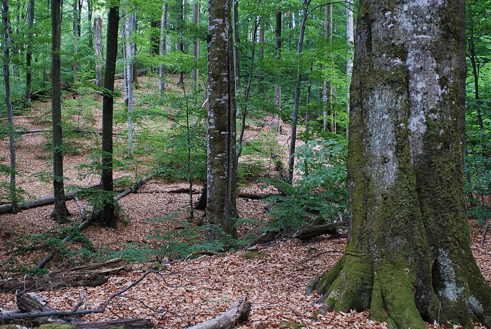 File:Mala Uholka Urwald 3 DSC 2664.jpg