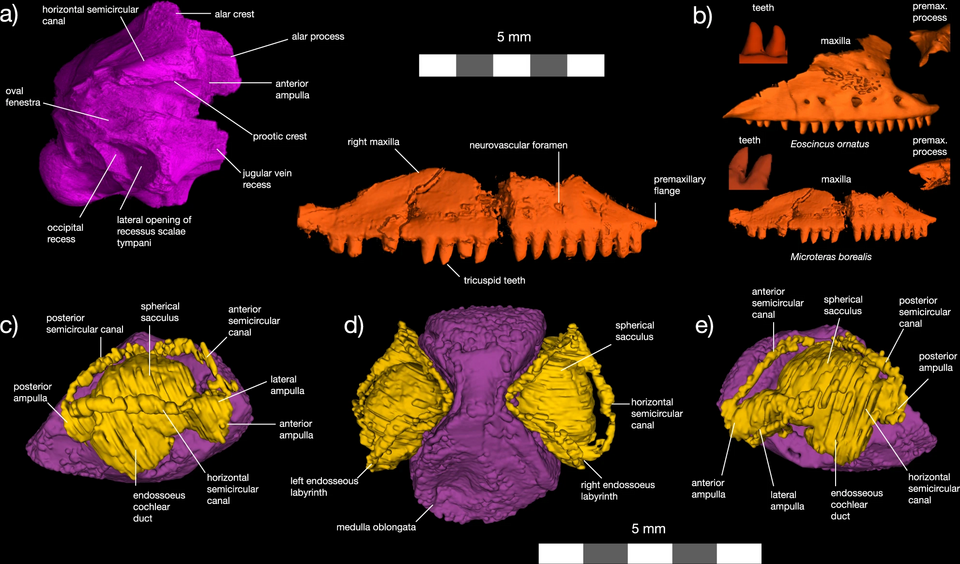 File:Microterus CT Scans.webp