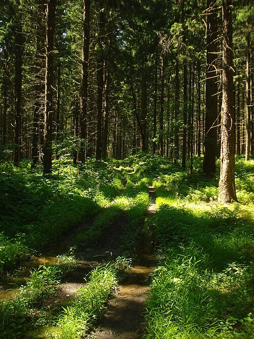 File:Morgan Hill State Forest.JPG