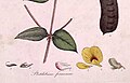 Detail from Tab VI of  A Specimen of the Botany of New Holland.The explanation is given as 1. Calyx. 2. Bracteæ. 3. Standard. 4. One of the wings. 5. Keel. 6. Stamina. 7. Germen. 8. Ripe pod.