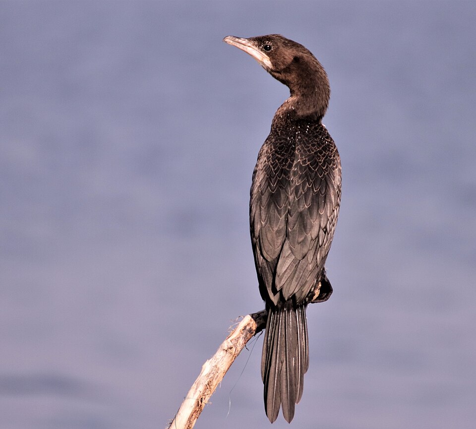 File:PygmyCormorantKinneret.jpg