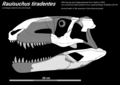 Thumbnail for version as of 04:46, 30 January 2026