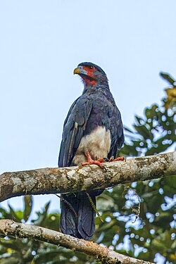 Red-throated caracara Ibycter americanus Ecuador