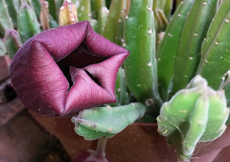 File:Stapelia leendertziae open flower.jpg